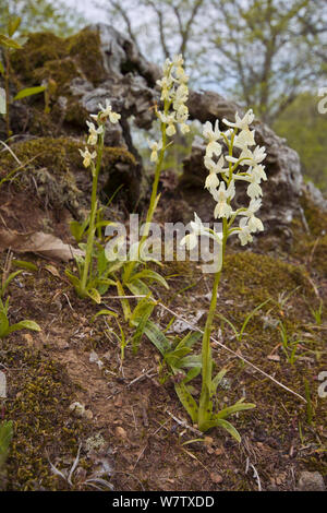 Provence Orchid (Orchis provincialis) in chestnut woods, Mount Cimino near Viterbo, Lazio, Italy, May. Stock Photo