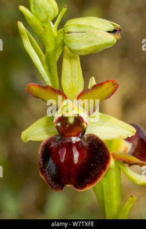 Gargano Ophrys (Ophrys sphegodes ssp garganica) endemic, Mount Amiata, Tuscany, Italy. June. Stock Photo