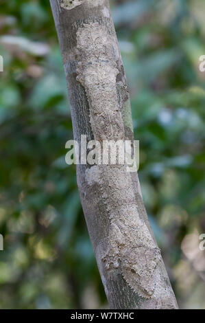 Henkel's Leaf-tailed Gecko (Uroplatus henkeli), Ankarafantsika NP, Madagascar Stock Photo