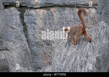 Sanford's brown lemur (Eulemur sanfordi) male, Ankarana NP., Madagascar Stock Photo