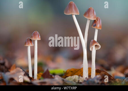 Conical Brittlestem, Psathyrella conopilus, Psathyrellaceae. Syn Stock ...