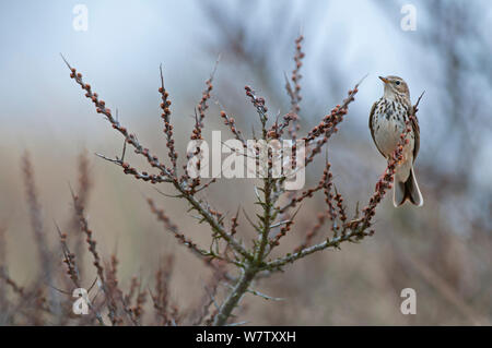 Tawny Pipit (Anthus campestris) perched, Texel, the Netherlands, April. Stock Photo