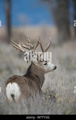 Mule Deer Buck rear view Stock Photo - Alamy