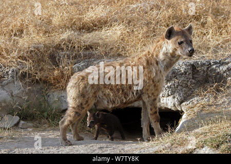 Spotted hyaena (Crocuta crocuta) standing outside den in early morning, Ngorongoro Crater, Tanzania. Stock Photo