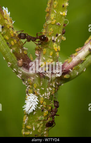 Ants milking Aphids (Aphis corepsidis) and Ladybug larva (Scymninae) on Beggar-ticks (Bidens frondosa) Lardner's Point Park, Philadelphia, Pennsylvania, USA, August. Stock Photo