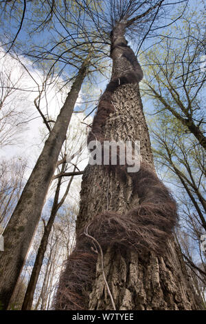Poison Ivy (Toxicodendron radicans) climbing round tree trunk, Schuylkill Center, Philadelphia, Pennsylvania, USA, April. Stock Photo