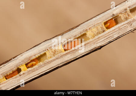 Cross-section of Goldenrod stalk showing Small Carpenter Bee (Ceratina sp) nest with larvae and pollen ballsk, Philadelphia, Pennsylvania, USA, July. Stock Photo