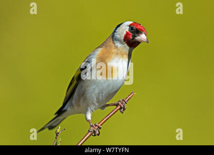 Female Goldfinch (Carduelis carduelis) perched in a Birch tree. Longframlington, Northumberland; UK. Stock Photo