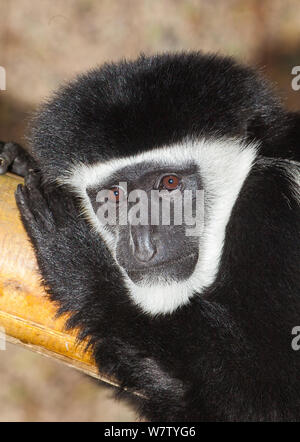 Eastern Black-and-white Colobus (Colobus guereza caudatus) captive from Central Africa. Stock Photo