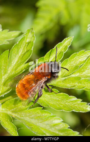 Female Tawny Mining Bee (Andrena fulva) Lewisham, London, England, UK, April. Stock Photo