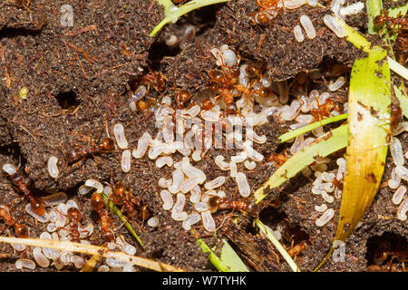 European fire ants with larvae (Myrmica rubra) Brockley cemetery, Lewisham, England, UK, May Stock Photo