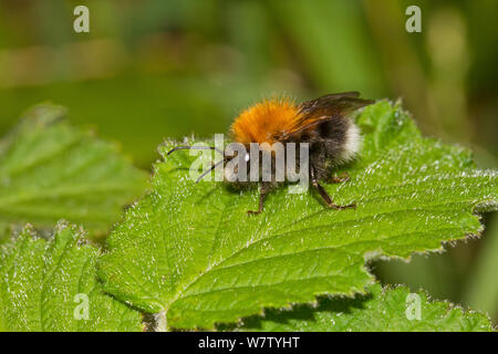 Tree Bumblebee (Bombus hypnorum) on bramble leaf, Lewisham, London, England, UK, May. Stock Photo