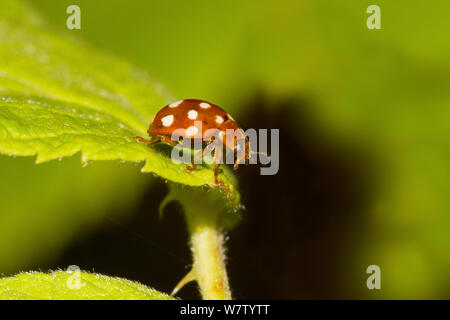 Cream-spot ladybird (Calvia quatuordecimguttata / 14-guttata) on leaf, Brockley Cemetery, Lewisham, UK, July. Stock Photo