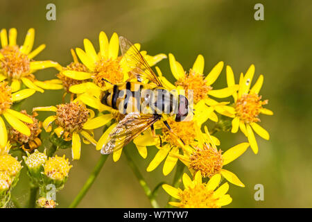 Hoverfly (Myathropa florea) feeding on ragwort, Lewisham, London, UK, August. Stock Photo