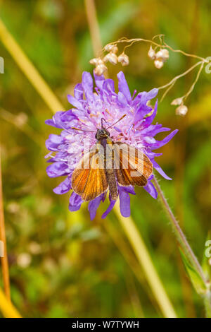Female Small skipper butterfly (Thymelicus sylvestris) feeding on small scabious, Hutchinson's Bank, New Addington, UK, August. Stock Photo