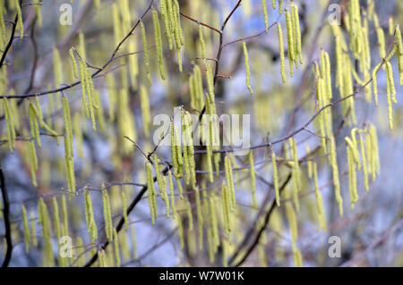 Leipzig, Germany. 21st Feb, 2019. A flowering hazelnut bush stands in a garden property. Credit: Volkmar Heinz/dpa-Zentralbild/ZB/dpa/Alamy Live News Stock Photo
