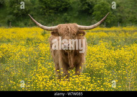 Highland cattle (Bos taurus) portrait, used for conservation grazing, Hambrook Marshes, Kent, UK, June. Stock Photo