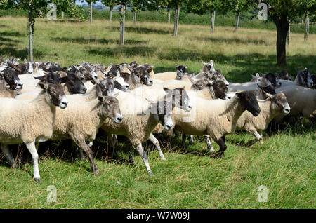 Flock of Welsh Mule ewes, crossbred sheep from  Bluefaced Leicester and Welsh mountain sheep, in a cider orchard, Herefordshire, England, UK, August 2013. Stock Photo