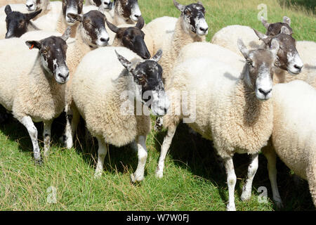 Running flock of Welsh Mule ewes, crossbred from Bluefaced Leicester and  Welsh Mountain sheep, Herefordshire, England, UK, August. Stock Photo