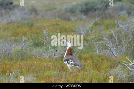 Denham Bustard (Neotis denhami) DeHoop Nature Reserve Western Cape, South Africa. Stock Photo
