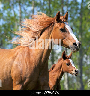 Chestnut Arabian Mare and few day old Foal galloping together in meadow, close up. Stock Photo