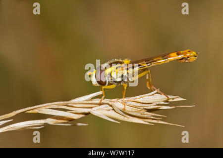 Male Hoverfly (Sphaerophoria scripta) resting on grasshead, Ladywell Fields, Lewisham, England, UK,   September. Stock Photo