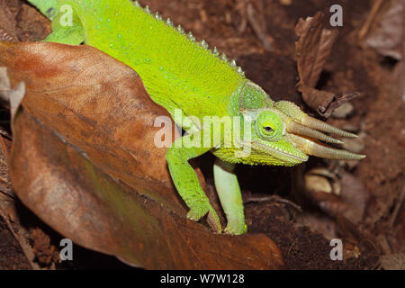 Male Jackson's Chameleon (Trioceros jacksonii xantholophus) captive from Kenya and Tanzania. Stock Photo