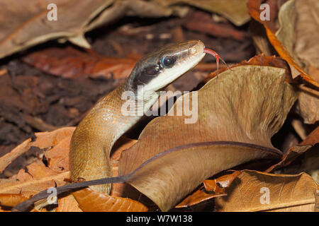 Cave Racer (Orthriophis taeniurus ridleyi) captive from Southern Thailand and the Malay Peninsula. Stock Photo