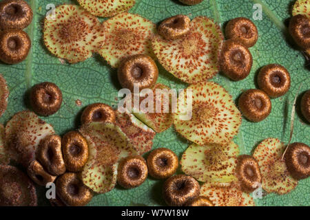 Silk button spangle galls caused by the gall wasp Neuroterus numisalis and Common spangle galls caused by the gall wasp Neuroterus quercusbaccarumon on the underside of an English oak leaf (Quercus robur)  UK. Stock Photo
