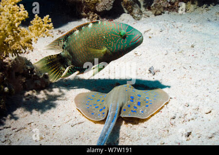 Abudjubbe wrasse (Cheilinus abudjubbe) endemic species, with a Bluespotted ribbontail ray (Taeniura lymna) digging in sandy bottom, hoping to catch any escaping prey.  Egypt, Red Sea. Stock Photo