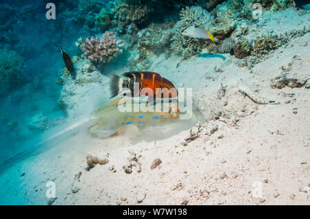 Bluespotted ribbontail ray (Taeniura lymna) digging in the sandy bottom for molluscs or worms, with a Red banded wrasse (Cheilinus fasciatus) hoping to catch escaping prey.  Egypt, Red Sea. Stock Photo