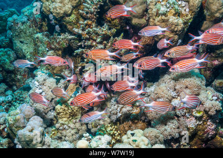 School of Crown squirrelfish (Sargocentron diadema)  Egypt, Red Sea. Stock Photo