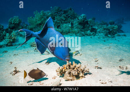 Blue triggerfish (Pseudobalistes fuscus) grubbing for food with a Bluethroat or Whitetail triggerfish (Sufflamen albicaudatus) keeping a close watch for escaping prey.  Egypt, Red Sea. Stock Photo