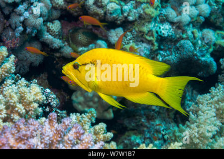 Slingjaw wrasse (Epibulus insidiator) female, sexually dichromatic species, Egypt, Red Sea Stock Photo