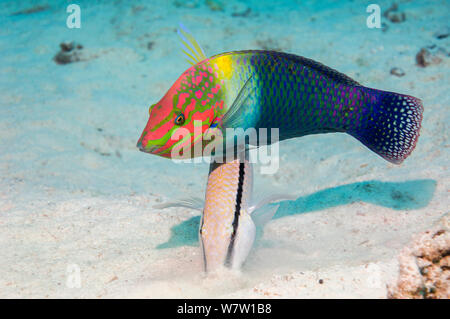 Checkerboard wrasse (Halichoeres hortulanus) with a  Dash-and-dot goatfish (Parupeneus barbarinus) digging in the sand for food.  Egypt, Red Sea. Stock Photo