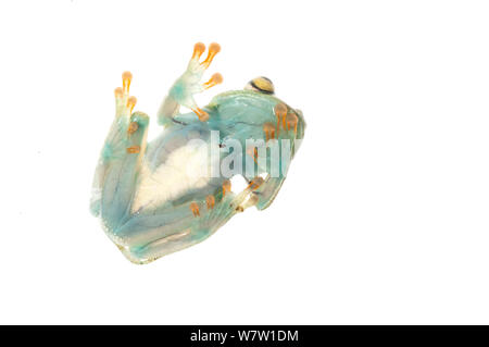 La Escalera Tree Frog (Hypsiboas sibleszi) view of underside showing