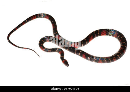 https://l450v.alamy.com/450v/w7w1g9/calico-snake-oxyrhopus-melanogenys-chenapau-guyana-meetyourneighboursnet-project-w7w1g9.jpg