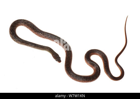 Stock photo of Coral pipe snake (Anilius scytale) Iwokrama, Guyana.  Available for sale on