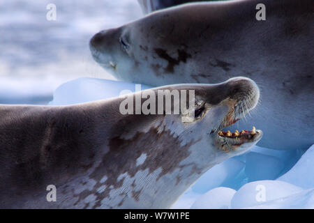 Crab Eater Seals (Lobodon carcinophagus) resting on ice, one with mouth open, Antarctica, February. Stock Photo