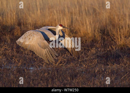 Greater Sandhill Crane (Grus canadensis tabida) in flight at dawn, Bosque del Apache, New Mexico, December. Stock Photo