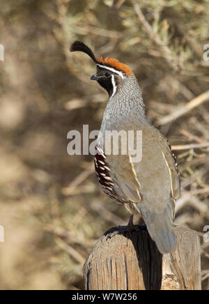 Male Gambel's Quail (Callipepla gambelii) perched on a fence post.  Bosque del Apache, New Mexico, December. Stock Photo