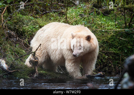 Adult Spirit / Kermode Bear (Ursus americanus kermodei) - white morph of the Black bear- by stream fishing for salmon. Gribbell Island, Great Bear Rainforest, British Columbia, Canada, October. Stock Photo