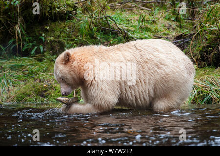 Adult Spirit / Kermode Bear (Ursus americanus kermodei) - white morph of the Black bear- by stream fishing for salmon. Gribbell Island, Great Bear Rainforest, British Columbia, Canada, October. Stock Photo