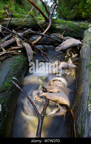 Dead Pink Salmon (Oncorhynchus gorbuscha) and Chum Salmon (Oncorhynchus keta), in log jam. Salmon Bay, Great Bear Rainforest, British Columbia, Canada, October. Stock Photo