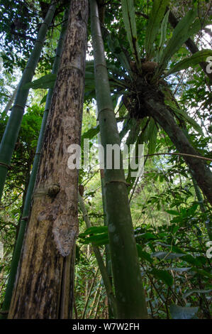 Leaf-tailed Gecko (Uroplatus fimbriatus) resting on tree trunk in rainforest understorey. Marojejy National Park, north east Madagascar. Stock Photo