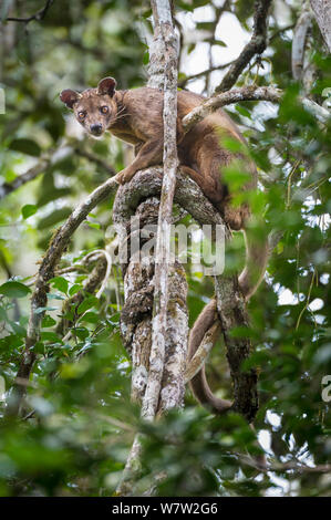 Male Fossa (Cryptoprocta ferox) resting in tree canopy. Mid-altitude rainforest, Andasibe-Mantadia National Park, eastern Madagascar. Endangered species. Stock Photo