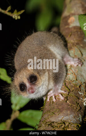 Adult Hairy-eared Dwarf Lemur (Allocebus trichotis) in the forest understorey at night. Mitsinjo Forest, Andasibe-Mantadia National Park, eastern Madagascar. Endangered species. Stock Photo