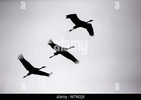 Common Crane (Grus grus) group of three in flight, silhouetted, Hamra, Sweden, October. Stock Photo