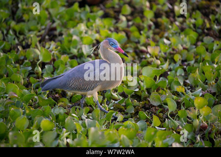 Whistling Heron (Syrigma sbilatrix) Pantanal, Brazil. Stock Photo