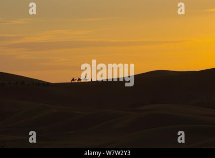 Nomaden auf Dromedaren (Kamele) bei Sonnenuntergang in der Sahara Wüste von Marokko Stock Photo